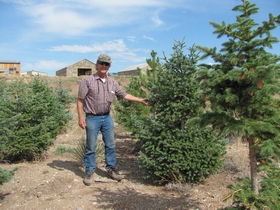 Spruce and Douglas-fir tree farm at Greenleaf Sawmill Colorado